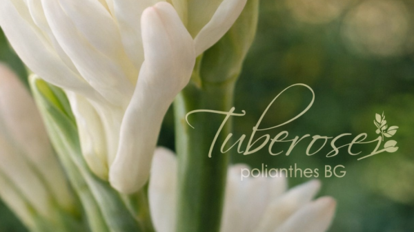 Annual growing calendar for Tuberose Polyanthes