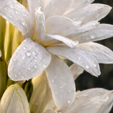 Tubers Tuberose MIX 10 pcs.  |  Tuberose