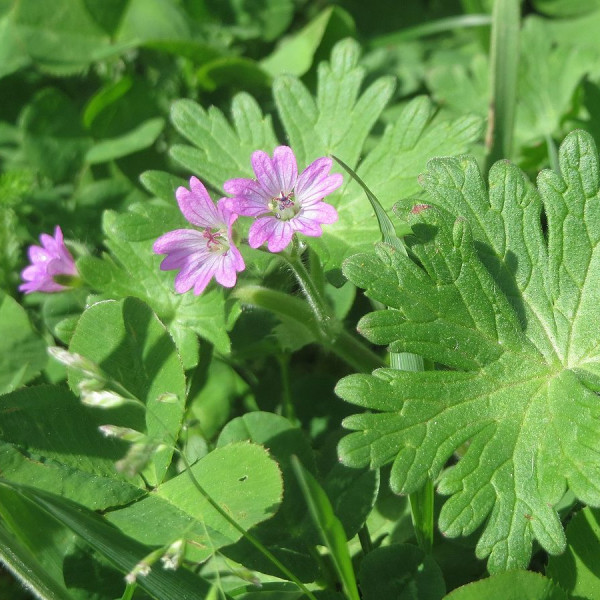 Geraniums