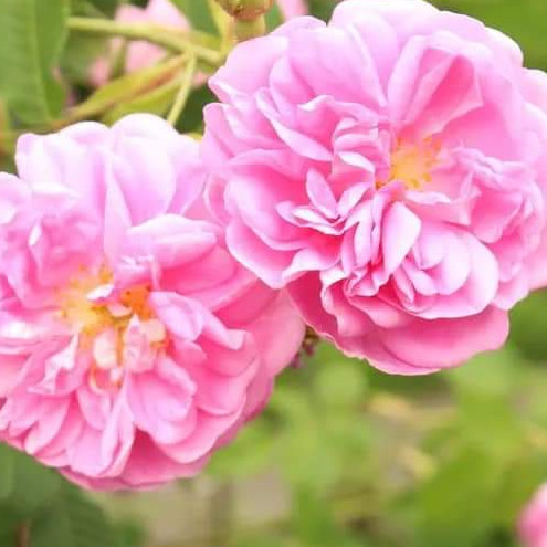 Rosa Damascena