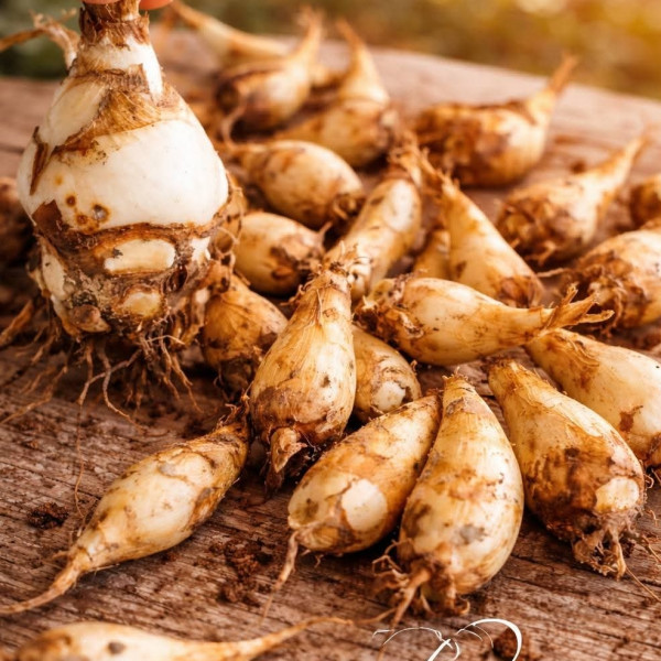 Луковици Тубероза